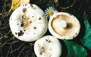 Иллюстрация к книге — Малоизвестные съедобные грибы [i_300.jpg]