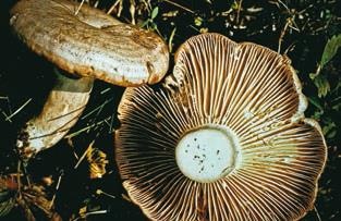 Иллюстрация к книге — Малоизвестные съедобные грибы [i_301.jpg]