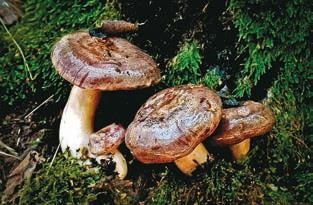 Иллюстрация к книге — Малоизвестные съедобные грибы [i_305.jpg]