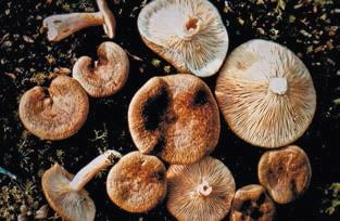 Иллюстрация к книге — Малоизвестные съедобные грибы [i_313.jpg]