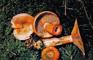 Иллюстрация к книге — Малоизвестные съедобные грибы [i_314.jpg]