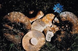 Иллюстрация к книге — Малоизвестные съедобные грибы [i_315.jpg]