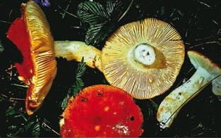 Иллюстрация к книге — Малоизвестные съедобные грибы [i_317.jpg]