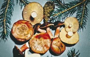 Иллюстрация к книге — Малоизвестные съедобные грибы [i_318.jpg]