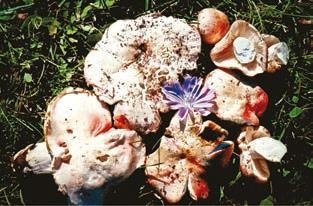 Иллюстрация к книге — Малоизвестные съедобные грибы [i_324.jpg]