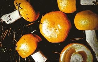 Иллюстрация к книге — Малоизвестные съедобные грибы [i_329.jpg]