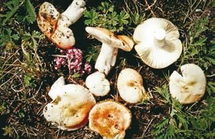 Иллюстрация к книге — Малоизвестные съедобные грибы [i_330.jpg]