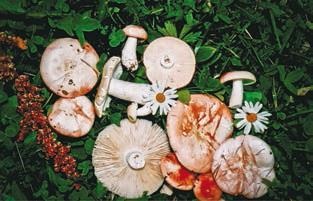 Иллюстрация к книге — Малоизвестные съедобные грибы [i_331.jpg]