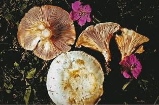 Иллюстрация к книге — Малоизвестные съедобные грибы [i_334.jpg]