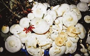 Иллюстрация к книге — Малоизвестные съедобные грибы [i_336.jpg]