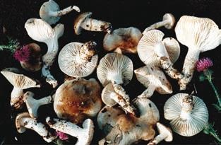 Иллюстрация к книге — Малоизвестные съедобные грибы [i_338.jpg]