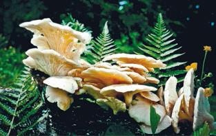 Иллюстрация к книге — Малоизвестные съедобные грибы [i_340.jpg]