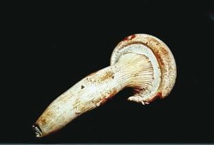 Иллюстрация к книге — Малоизвестные съедобные грибы [i_341.jpg]