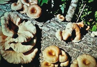 Иллюстрация к книге — Малоизвестные съедобные грибы [i_342.jpg]