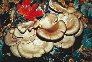 Иллюстрация к книге — Малоизвестные съедобные грибы [i_343.jpg]