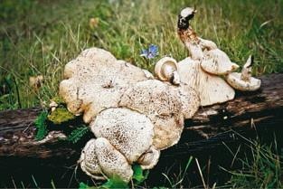 Иллюстрация к книге — Малоизвестные съедобные грибы [i_344.jpg]