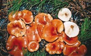 Иллюстрация к книге — Малоизвестные съедобные грибы [i_350.jpg]