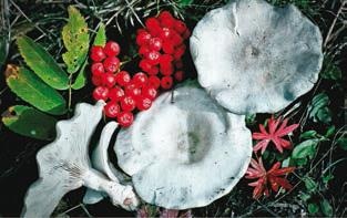 Иллюстрация к книге — Малоизвестные съедобные грибы [i_352.jpg]