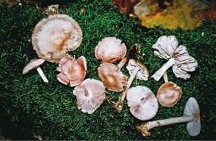 Иллюстрация к книге — Малоизвестные съедобные грибы [i_356.jpg]