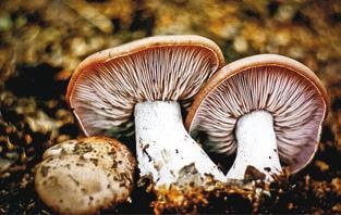 Иллюстрация к книге — Малоизвестные съедобные грибы [i_357.jpg]