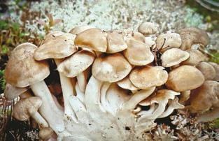 Иллюстрация к книге — Малоизвестные съедобные грибы [i_359.jpg]