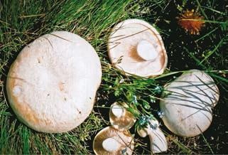 Иллюстрация к книге — Малоизвестные съедобные грибы [i_361.jpg]