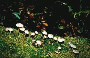 Иллюстрация к книге — Малоизвестные съедобные грибы [i_363.jpg]