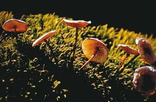 Иллюстрация к книге — Малоизвестные съедобные грибы [i_364.jpg]