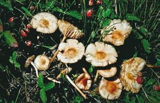 Иллюстрация к книге — Малоизвестные съедобные грибы [i_365.jpg]