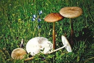 Иллюстрация к книге — Малоизвестные съедобные грибы [i_367.jpg]