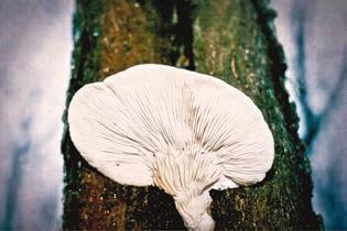 Иллюстрация к книге — Малоизвестные съедобные грибы [i_368.jpg]