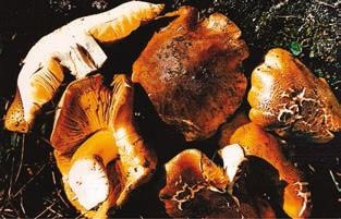 Иллюстрация к книге — Малоизвестные съедобные грибы [i_372.jpg]