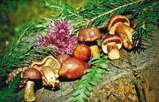 Иллюстрация к книге — Малоизвестные съедобные грибы [i_373.jpg]