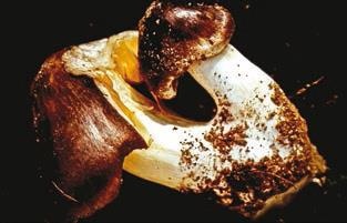 Иллюстрация к книге — Малоизвестные съедобные грибы [i_374.jpg]