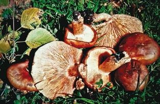 Иллюстрация к книге — Малоизвестные съедобные грибы [i_375.jpg]