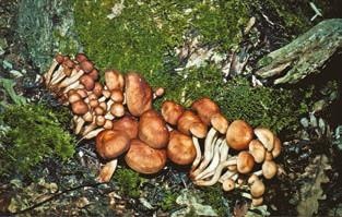 Иллюстрация к книге — Малоизвестные съедобные грибы [i_376.jpg]