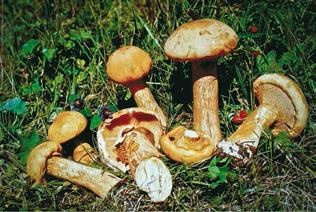 Иллюстрация к книге — Малоизвестные съедобные грибы [i_378.jpg]