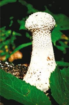 Иллюстрация к книге — Малоизвестные съедобные грибы [i_380.jpg]