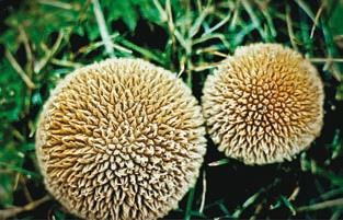 Иллюстрация к книге — Малоизвестные съедобные грибы [i_381.jpg]