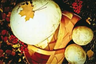 Иллюстрация к книге — Малоизвестные съедобные грибы [i_382.jpg]