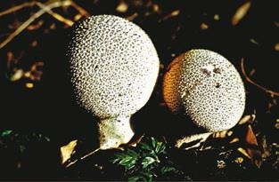 Иллюстрация к книге — Малоизвестные съедобные грибы [i_383.jpg]