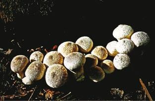 Иллюстрация к книге — Малоизвестные съедобные грибы [i_384.jpg]