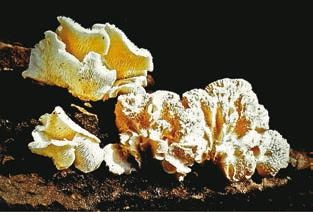 Иллюстрация к книге — Малоизвестные съедобные грибы [i_385.jpg]