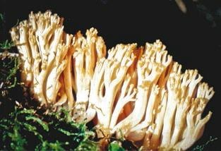 Иллюстрация к книге — Малоизвестные съедобные грибы [i_388.jpg]