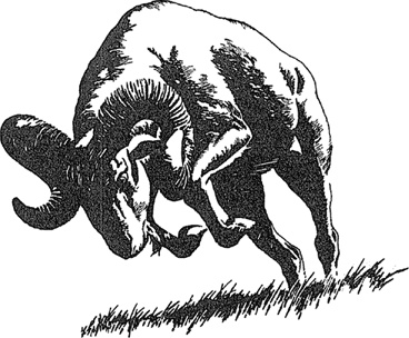 Иллюстрация к книге — Людо и звездный конь [i_011.jpg]