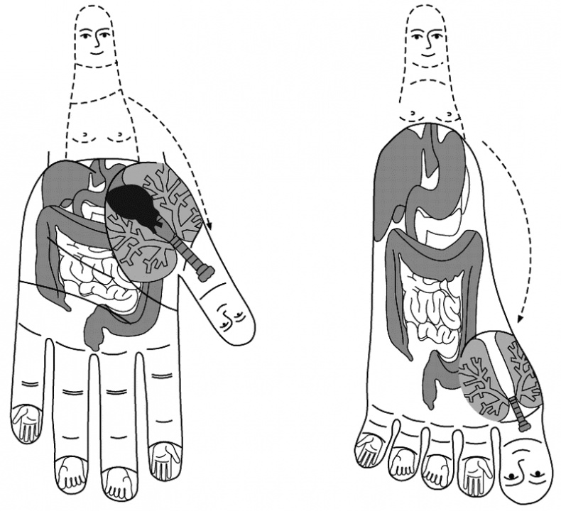 Иллюстрация к книге — Су-Джок лечит. Мигрень, кашель, боль в спине, тяжесть в желудке [i_003.jpg]