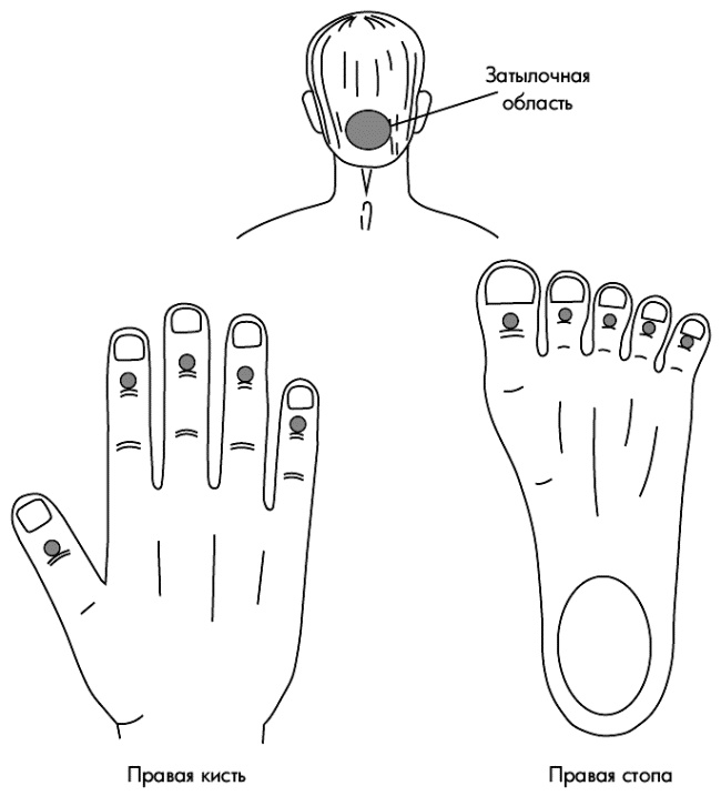 Иллюстрация к книге — Су-Джок лечит. Мигрень, кашель, боль в спине, тяжесть в желудке [i_010.jpg]