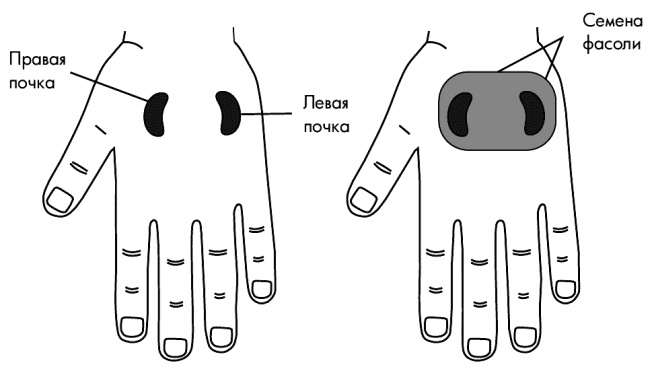 Иллюстрация к книге — Су-Джок лечит. Мигрень, кашель, боль в спине, тяжесть в желудке [i_051.jpg]