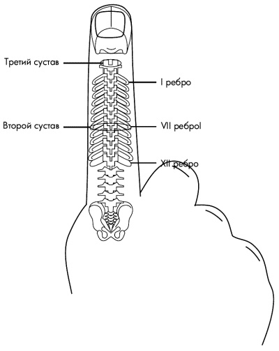 Иллюстрация к книге — Су-Джок лечит. Мигрень, кашель, боль в спине, тяжесть в желудке [i_054.jpg]