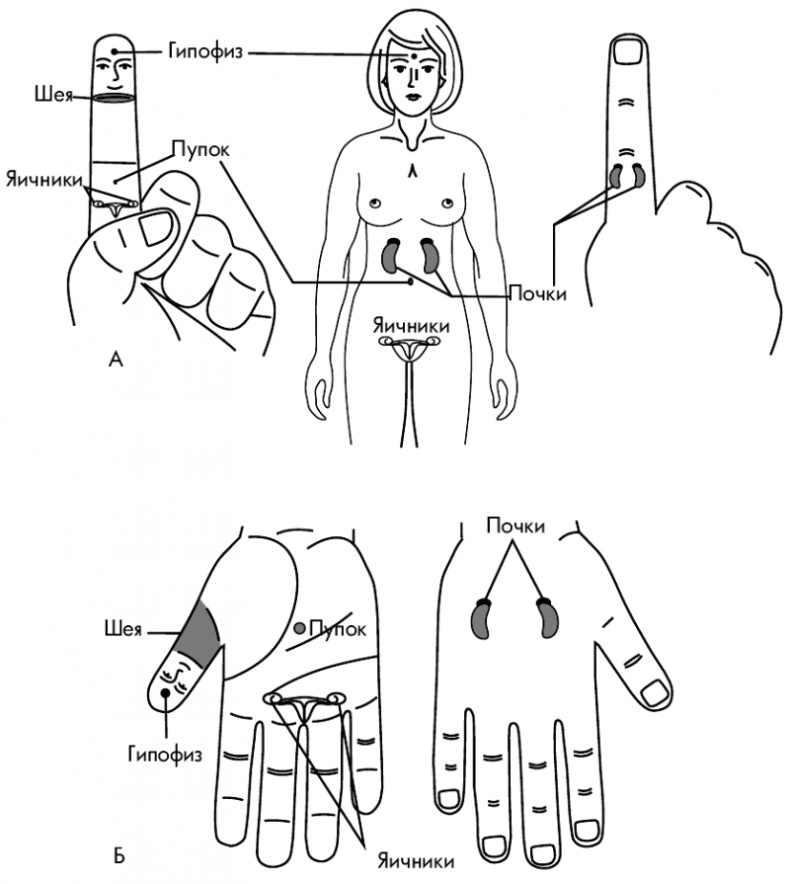 Иллюстрация к книге — Су-Джок лечит. Мигрень, кашель, боль в спине, тяжесть в желудке [i_082.jpg]